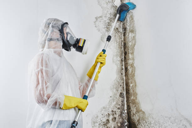 Best Attic Mold Removal  in Osburn, ID