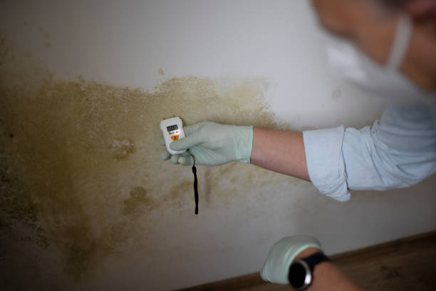 Professional Mold Removal in Osburn, ID