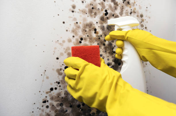 Best Crawl Space Mold Removal  in Osburn, ID