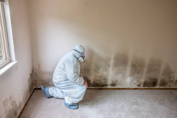 Mold Removal and Inspection in Osburn, ID