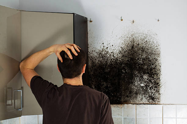 Best Mold Testing  in Osburn, ID