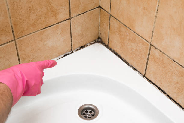 Best Best Mold Removal Companies  in Osburn, ID